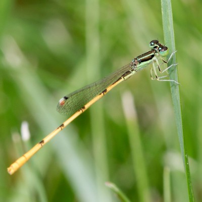 Damselfly - Citrine Forktail (Ischnura hastata)