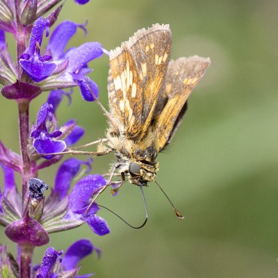 Fiery Skipper (Hylephila phyleus)