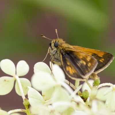 Fiery Skipper (Hylephila phyleus)