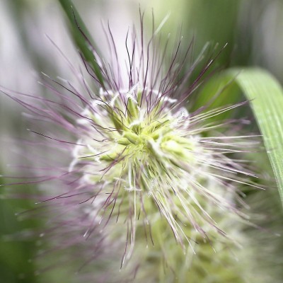 Close up of Little Bunny Dwarf Fountain Grass - Cute cream-colored, tufted seed heads