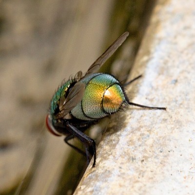 Green Bottle Fly (Blowfly)