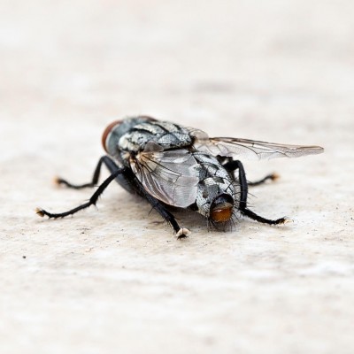 Flesh Fly