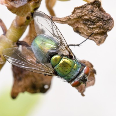 Green Bottle Fly (Blowfly)