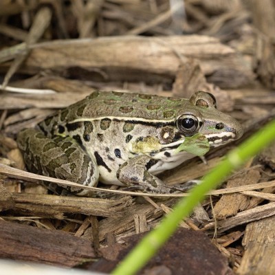 Northern Leopard Frog (Rana pipiens)