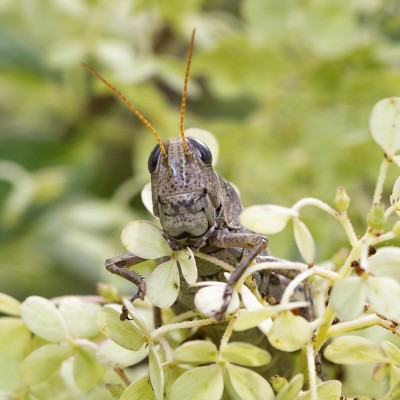 Differential Grasshopper