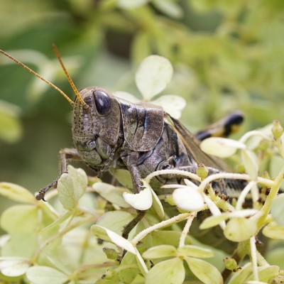 Differential Grasshopper