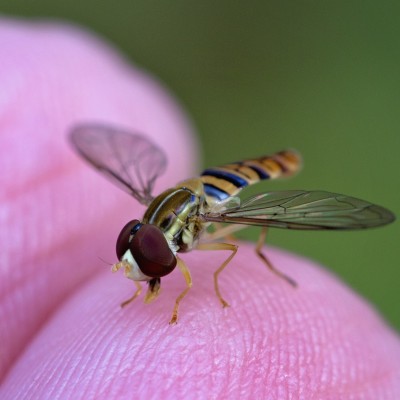 Male Hoverfly resting on my finger