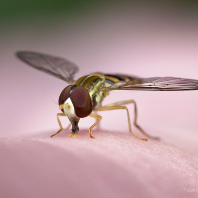 Male Hoverfly resting on my hand