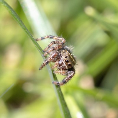 Jumping spider - Phidippus audax (Bold Jumper)