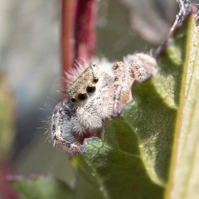 Jumping spider - Phidippus audax (Bold Jumper)