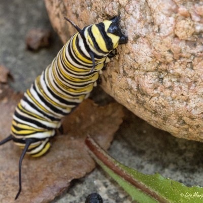 Monarch Butterfly Larva (Danaus plexippus) 