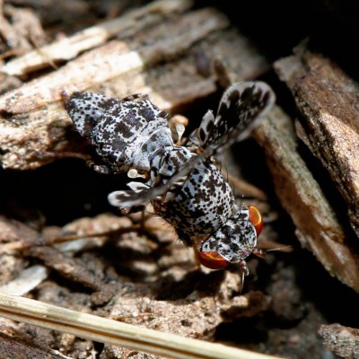 Peacock Fly (Callopistromyia annulipes)