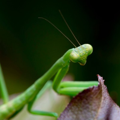 Praying Mantis