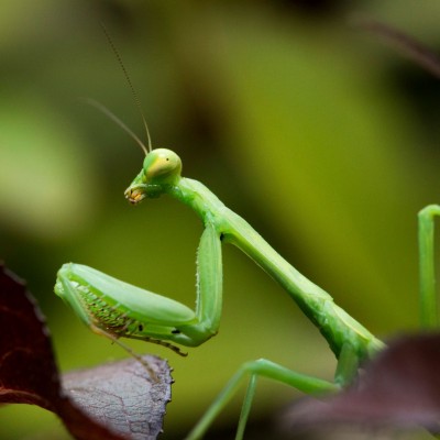 Praying Mantis