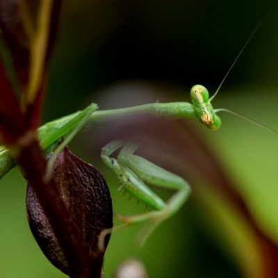 Praying Mantis