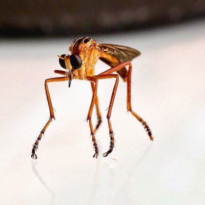 Robber Fly (Diogmites)