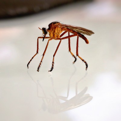 Robber Fly (Diogmites)