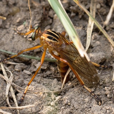 Robber Fly (Diogmites)