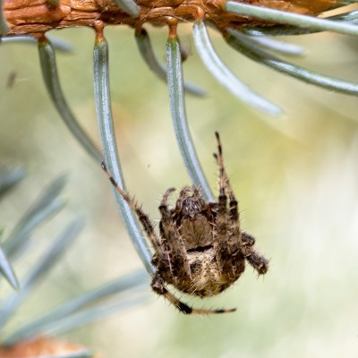 Spider hanging upside down showing his tush.