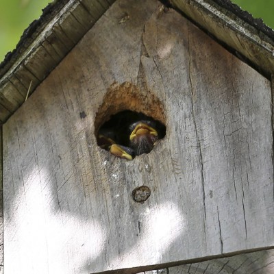 Video - Baby birds getting fed.