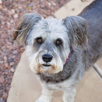 Lucy -  My parents Schnauzer :)