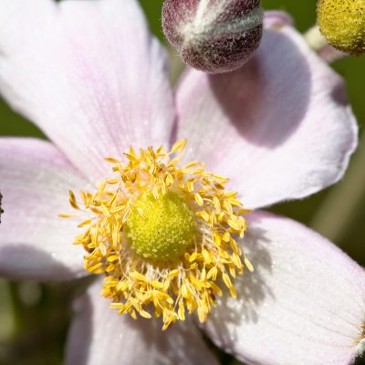 Fall Flowers - Luthy Botanical Gardens