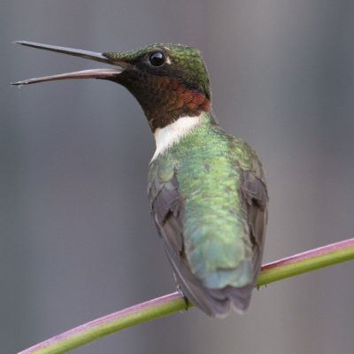 Backyard male hummingbird in Peoria, IL - 2016