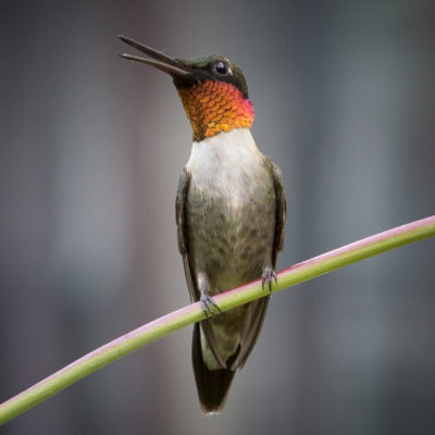 Backyard male hummingbird in Peoria, IL - 2016