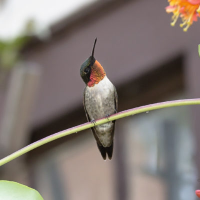 Backyard male hummingbird in Peoria, IL - 2016