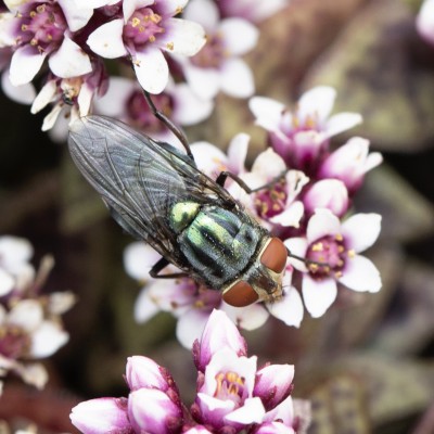 Metallic Striped Fly - unknown name?