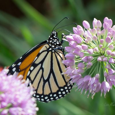 Monarch Butterfly visiting my Swamp Milkweed flowers