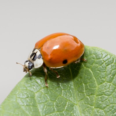 Multicolored Asian Lady Beetle (MALB)