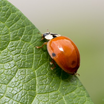 Multicolored Asian Lady Beetle (MALB)