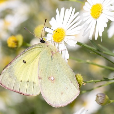 Orange Sulphur Butterfly  (Colias eurytheme)