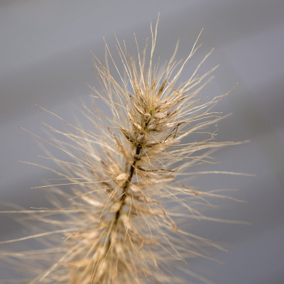 Pampus Grass Flower Seed head