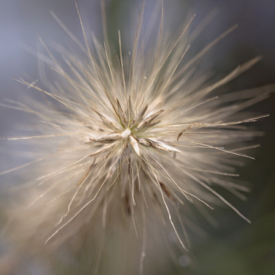 Pampus Grass Flower Seed head