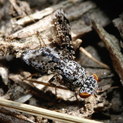 Peacock Fly (Callopistromyia annulipes) - my favorite insect!