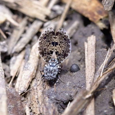 Peacock Fly (Callopistromyia annulipes)