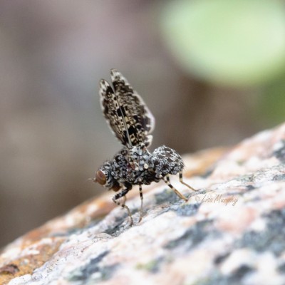 Peacock Fly (Callopistromyia annulipes)