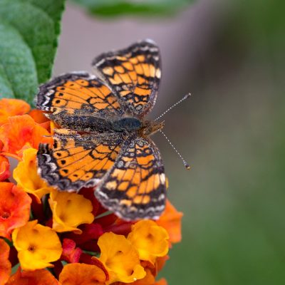 Pearl Crescent Butterfly