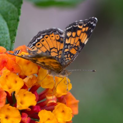 Pearl Crescent Butterfly