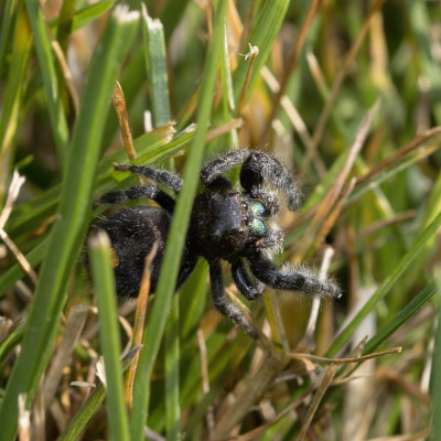 female Phidippus Audax