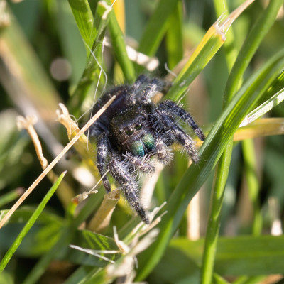 female Phidippus Audax