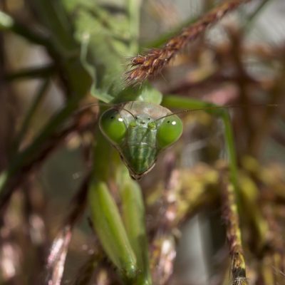 Praying Mantis