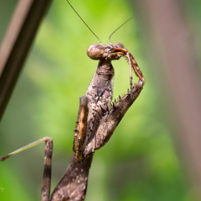 Praying Mantis