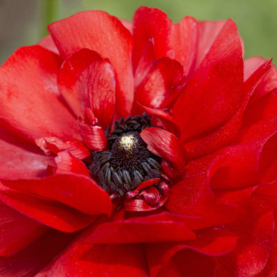 Ranunculus 'sprinkles red'