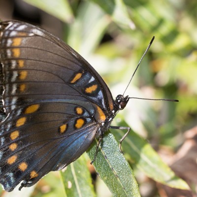 Red-Spotted Purple Admiral - seemed to be a little tattered
