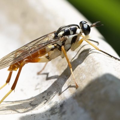 Robber Fly