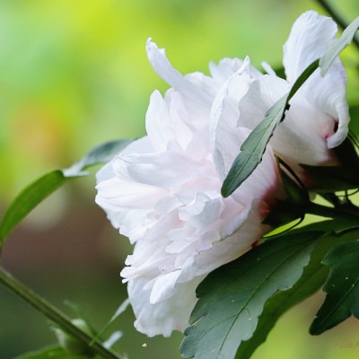 Rose of Sharon, Lady Stanley