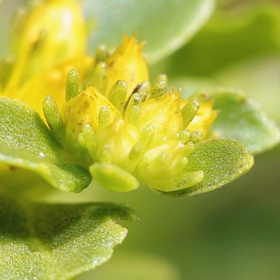 Sedum flower buds